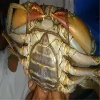 Mud Crab